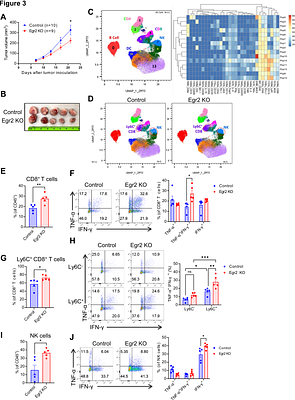 Tumor-derived stearic acid induces macrophage Egr2 signaling to suppress anti-tumor immunity in breast cancer