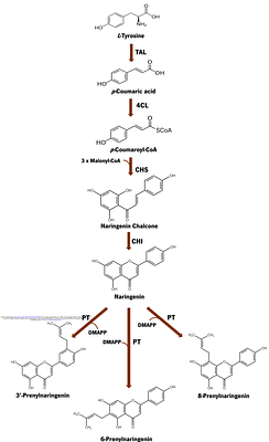 De novo production of prenylnaringenin compounds by a metabolically engineered Escherichia coli