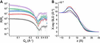 Binding Structures, Mechanical Properties, and Effects on Cellular Behaviors of Extracellular Matrix Proteins on Biomembranes
