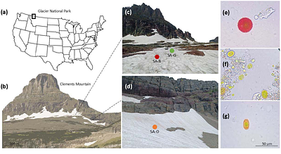 Taxonomy-driven variations in snow algae color modulate albedo and energy balance in a single snow patch