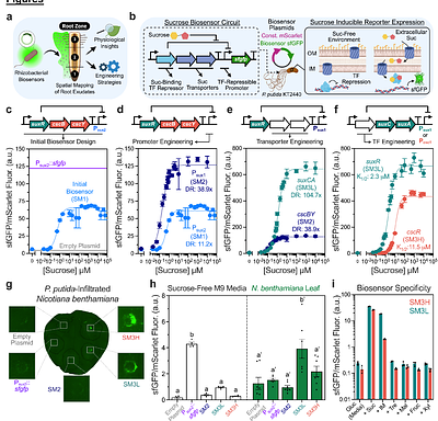 Rhizobacterial Biosensors Spatially Map Natural and Engineered Sucrose Exudation