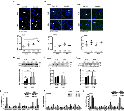 Mx1-Cre-mediated Rac1 knockout confers multiple protective effects against anthracycline-induced acute normal tissue injury