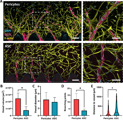 Differential behavior of pericytes and adipose stromal cells in vasculogenesis and angiogenesis