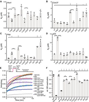 Modification of regulatory tyrosines biases human Hsp90α for interaction with cochaperones and clients
