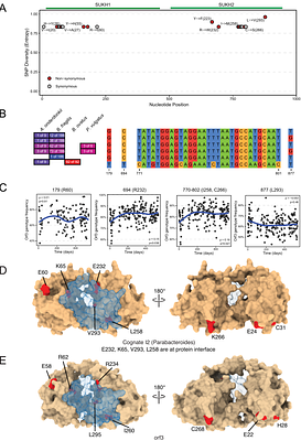 Rapidly evolving orphan immunity genes protect human gut bacteria from intoxication by the type VI secretion system