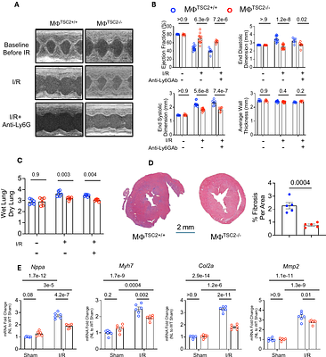 Macrophages Lacking TSC2 have mTORC1-dependent GPNMB Augmentation Ameliorating Cardiac Ischemia-Reperfusion Injury