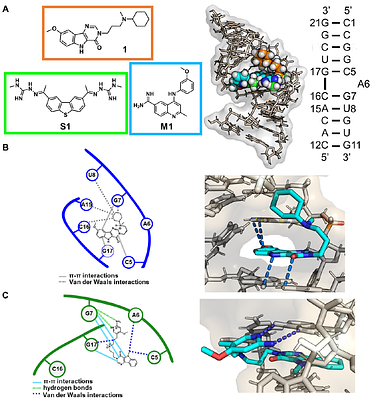 Design of an orally bioavailable small molecule that modulates the microtubule-associated protein tau's pre-mRNA splicing
