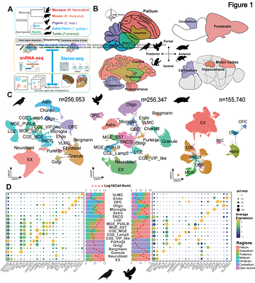 Genomic evolution reshapes cell type diversification in the amniote brain