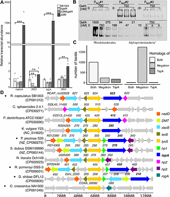 The mechanism of biofilm degradation by a detachable tailspike of gene transfer agents