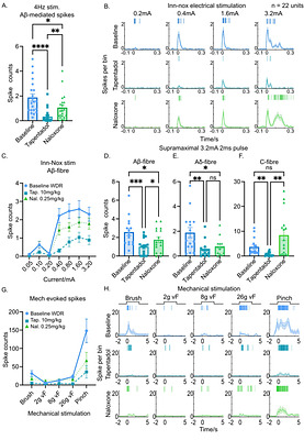 Contribution of Wide Dynamic Range neuronal activation to somatosensory evoked potentials supports use as biomarker of spinal nociceptive processing