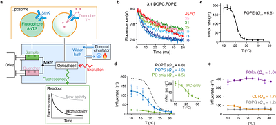Mechanism of Lipid-Dependent Thermosensation in an Ion Channel