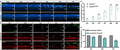 Oxidative DNA Damage Drives Apoptotic Photoreceptor Loss in NMNAT1-Associated Inherited Retinal Degeneration: A Therapeutic Opportunity