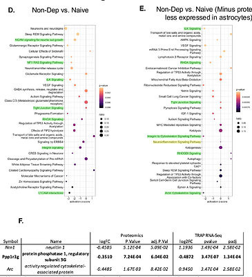 Astrocyte Reactivity by Alcohol Dependence in the Central Amygdala