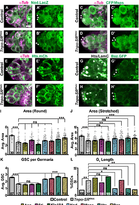 Fusome morphogenesis is sufficient to promote female germline stem cell self-renewal in Drosophila