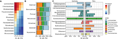 Host-specific and common core microbiota in adult butterflies across continents