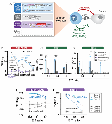 Self-amplifying RNA-based CAR T cell therapy with enhanced duration and multi-genic logic function
