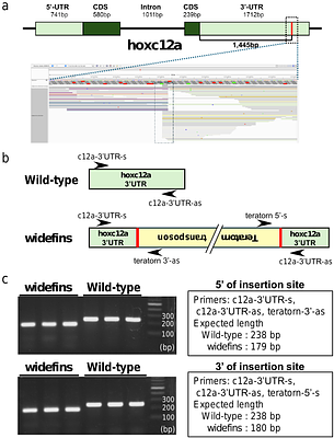The phenotypic variation of widefins medaka is due to the insertion of a giant transposon containing a viral genome within hoxca cluster