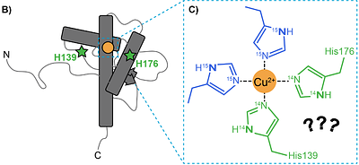 Segmental Isotope Labelling of the Prion Protein: Identification of a Key Residue for Copper-Mediated Interdomain Structure
