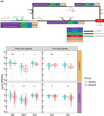 Bacterial metabolic signatures in MASLD predicted through gene-centric studies in stool metagenomes