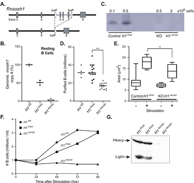 RNase H1 levels dramatically affect mitochondrial genome maintenance with little impact on nuclear R-loops in murine B cells