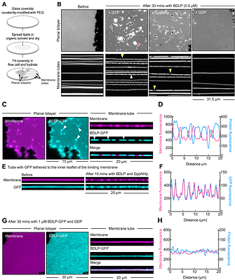 Membrane remodeling by the Bacterial Dynamin-like Protein (BDLP) from Nostoc punctiforme