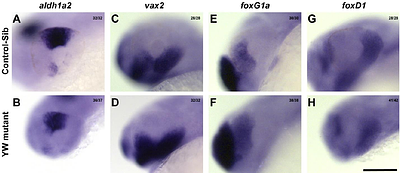 Loss of Hippo signaling causes transdifferentiation of neural retina between the optic fissure edges causing coloboma