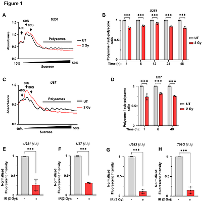 GIGYF2/4EHP-Mediated Translational Attenuation Maintains Cellular Homeostasis Following Ionizing Radiation