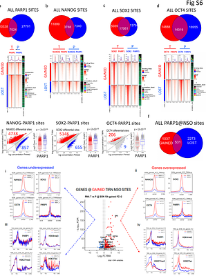 Proteogenomic Reprogramming to a Functional Human Totipotent Stem Cell State via a PARP-DUX4 Regulatory Axis