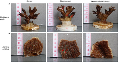 Contact- and diffusion-based allelopathic interaction of a seaweed with coral holobionts