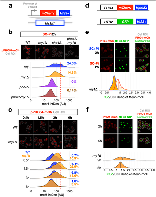 RNA degradation by ribonuclease T2 is required for phosphate homeostasis in S. cerevisiae