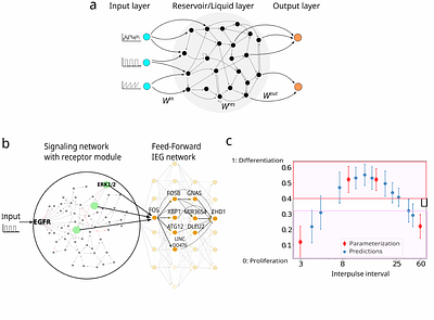 Homeorhetic regulation of cellular phenotype