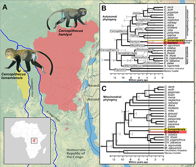 Holotype genome of the lesula provides insights into demography and evolution of a threatened primate lineage