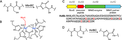 Thiooxazole Formation on a Nontypeable Haemophilus influenzae Virulence Factor Requires a Mixed-Valent Diiron Cofactor