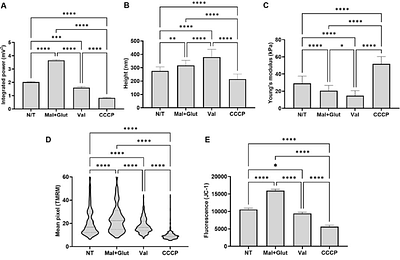 Non-Invasive Mechanical-Functional Analysis of Individual Liver Mitochondria by Atomic Force Microscopy