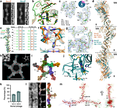 Expression and Engineering of Conductive Cytochrome Nanowires
