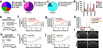 Brain FGF2 and NCAM1 contribute to FGFR1-dependent progression of ER+ breast cancer brain metastases in young and aged hosts