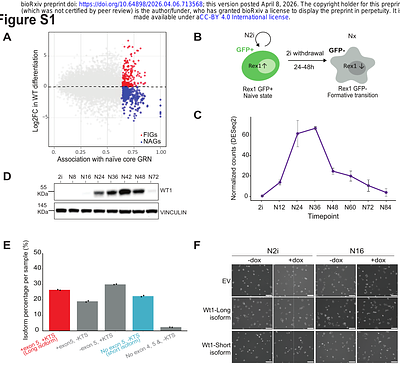 WT1 splice isoforms configure lineage bias during formative pluripotency