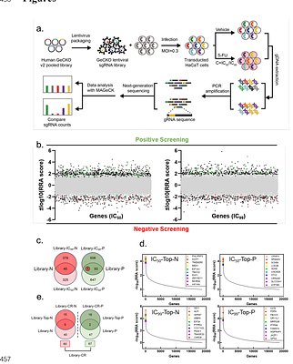 Integrating Literature Evidence to Enhance CRISPR-based Target Screening for Hand-foot Syndrome