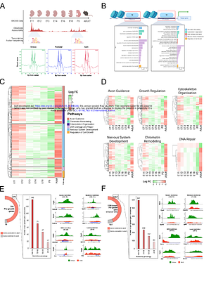 PATZ1 Reinstates a Growth-Permissive Chromatin Landscape in Adult Corticospinal Neurons After Injury