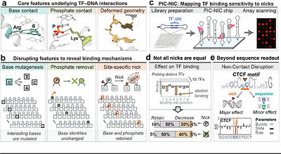 Systematic DNA nicking reveals the structural logic of protein recognition