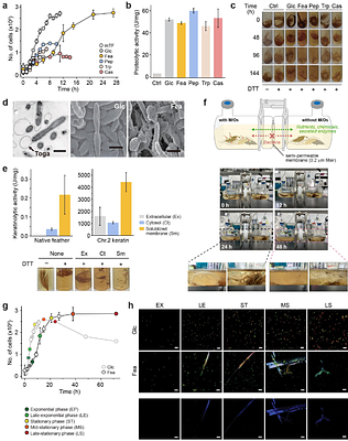 Keratin degradation reflects a starvation survival strategy in Fervidobacterium islandicum AW-1