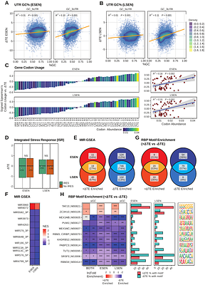The Translatome of Senescent Cells Revealed by Ribosome Profiling