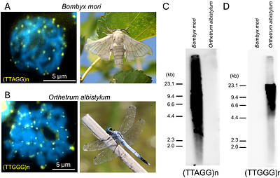 Acquisition and repeated alteration of (TTGGG)n telomeric repeats in Odonata (dragonflies and damselflies)