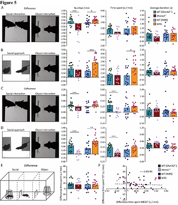 The modified elevated gap interaction test: A novel paradigm to assess social preference.