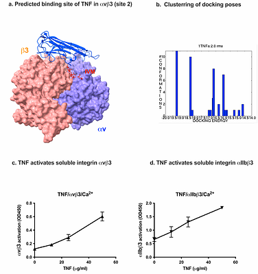 Ivermectin binds to the allosteric site (site 2) and inhibits allosteric integrin activation by pro-inflammatory cytokines.