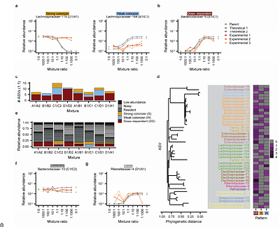 Competition for shared resources increases the impact of propagule size during coalescence of gut microbial communities