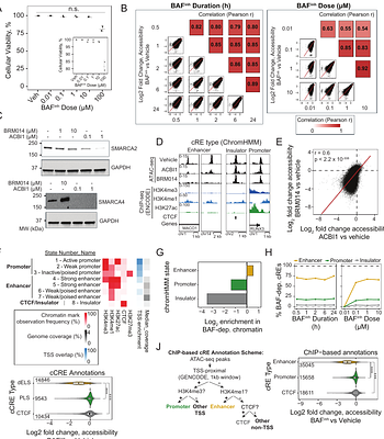 BAF complexes maintain accessibility at stimulus-responsive chromatin and are required for transcriptional stimulus responses