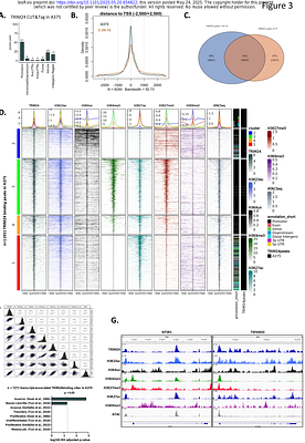 The epigenetic regulator TRIM24 controls melanoma cell dedifferentiation and resistance to treatment in melanoma