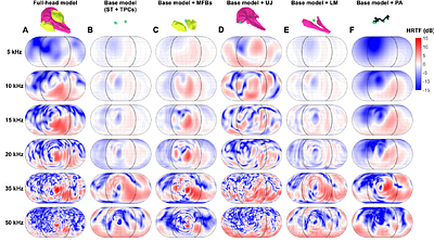 Head-related transfer function predictions reveal dominant sound transmission mechanisms in a dolphin head