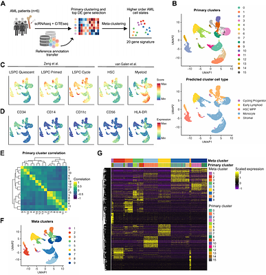 Transcriptionally defined AML cell states associate with treatment response and microenvironmental remodeling